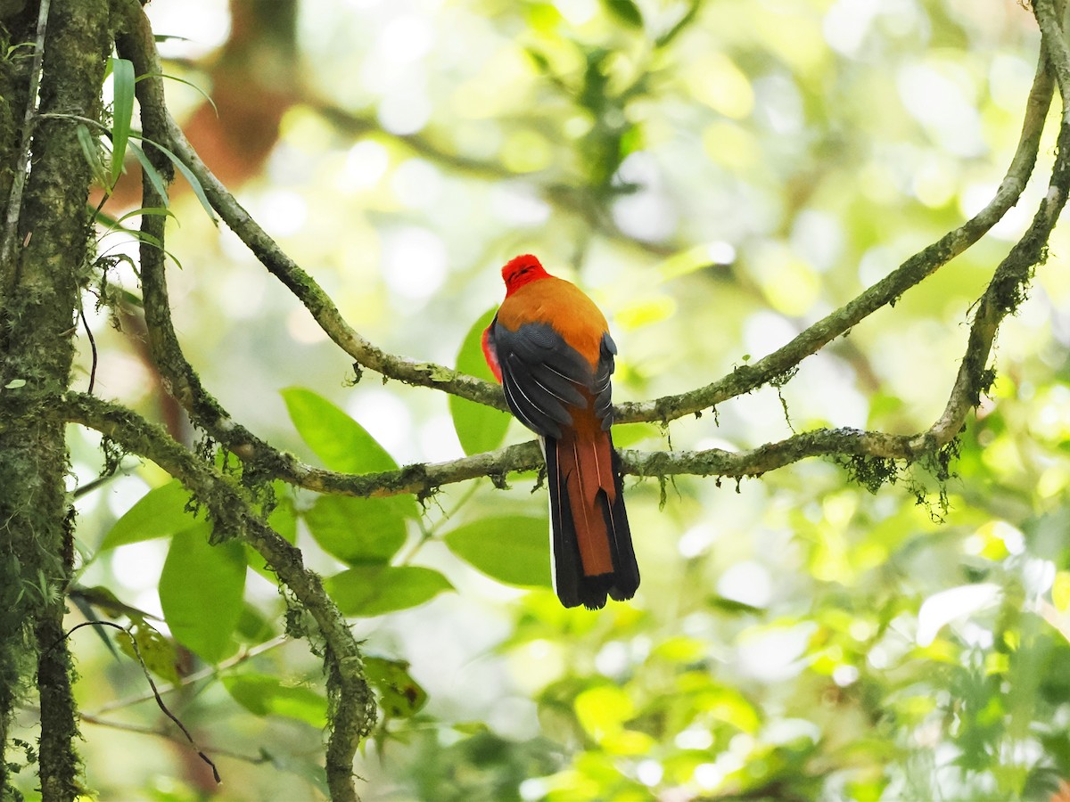 Whitehead's Trogon - ML618605056