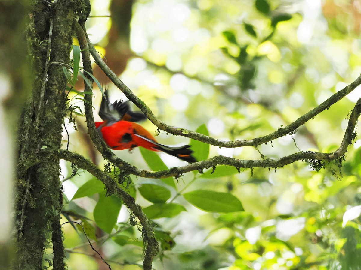 Whitehead's Trogon - ML618605059