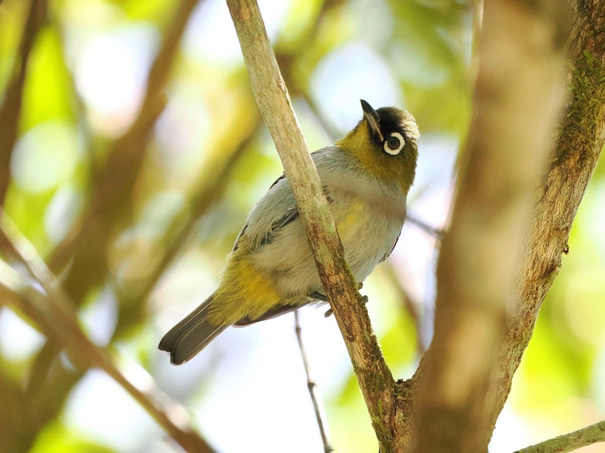 Black-capped White-eye - ML618605098