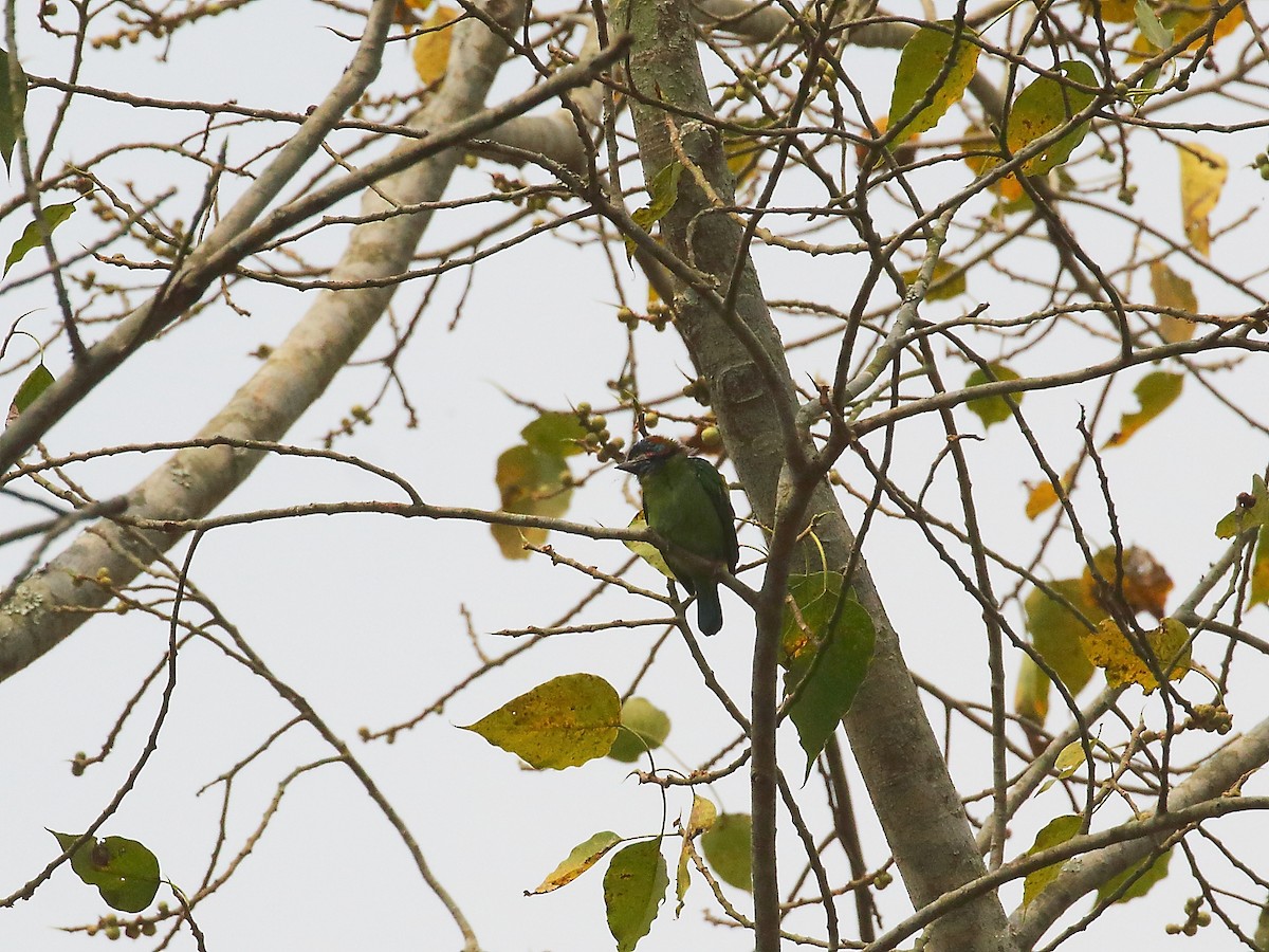 barbet modrouchý - ML618605106