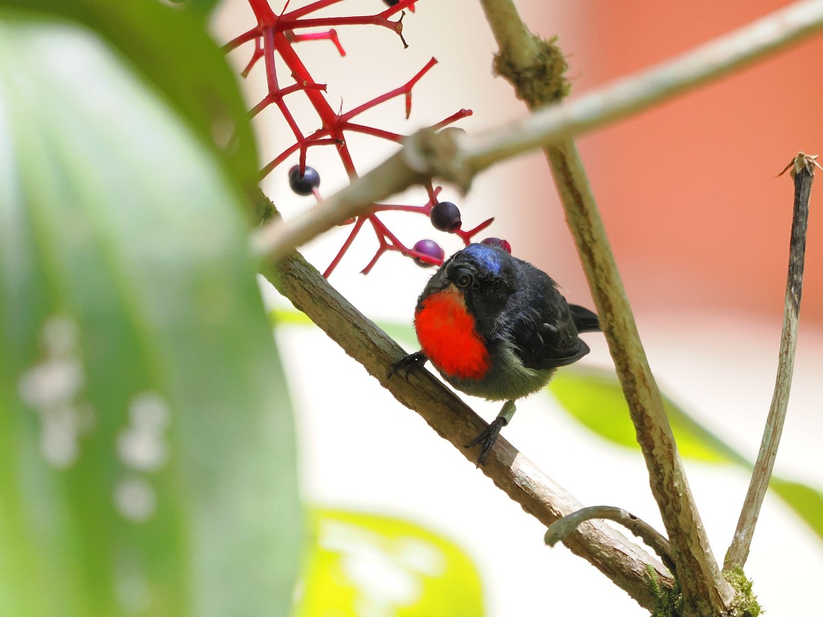 Black-sided Flowerpecker - Kuan Chih Yu