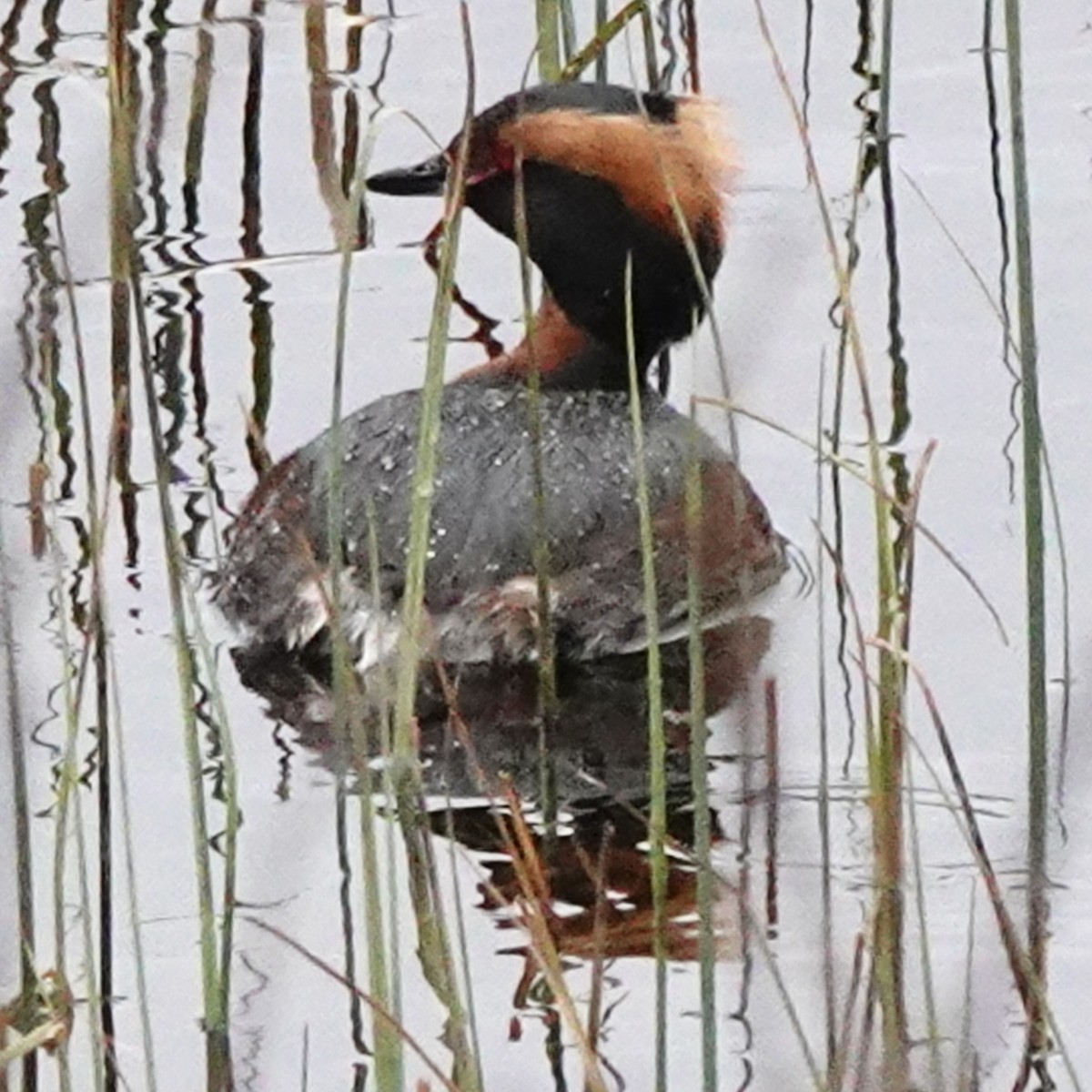 Horned Grebe - ML618605116