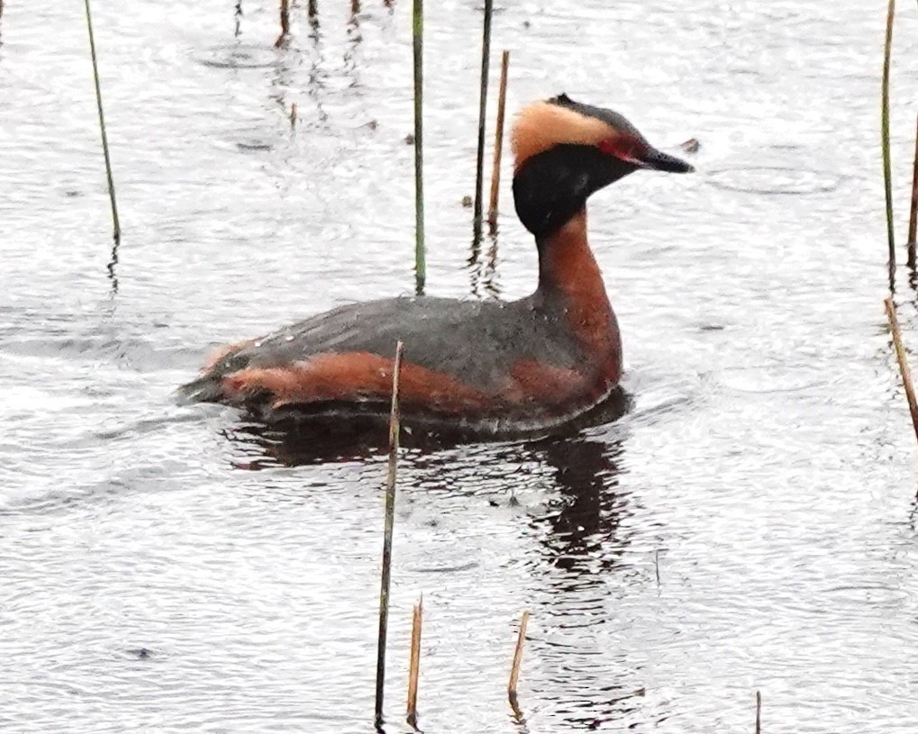 Horned Grebe - ML618605118