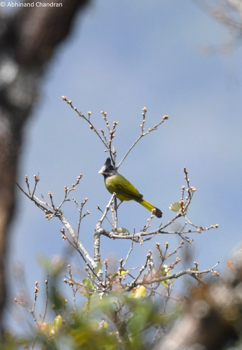 Crested Finchbill - Abhinand C