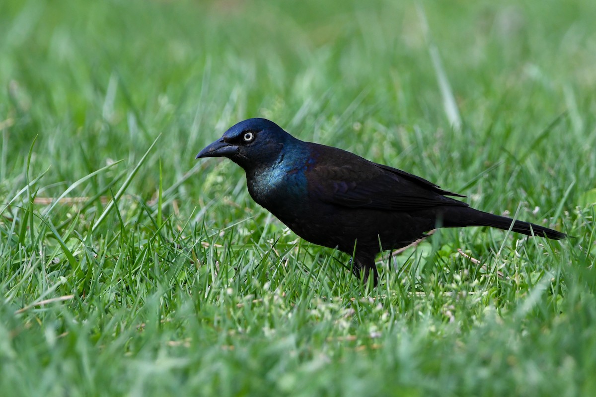 Common Grackle - ML618605123