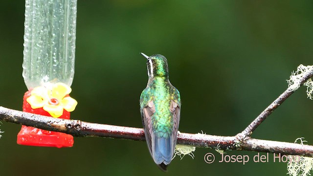 White-throated Mountain-gem (Blue-tailed) - ML618605135