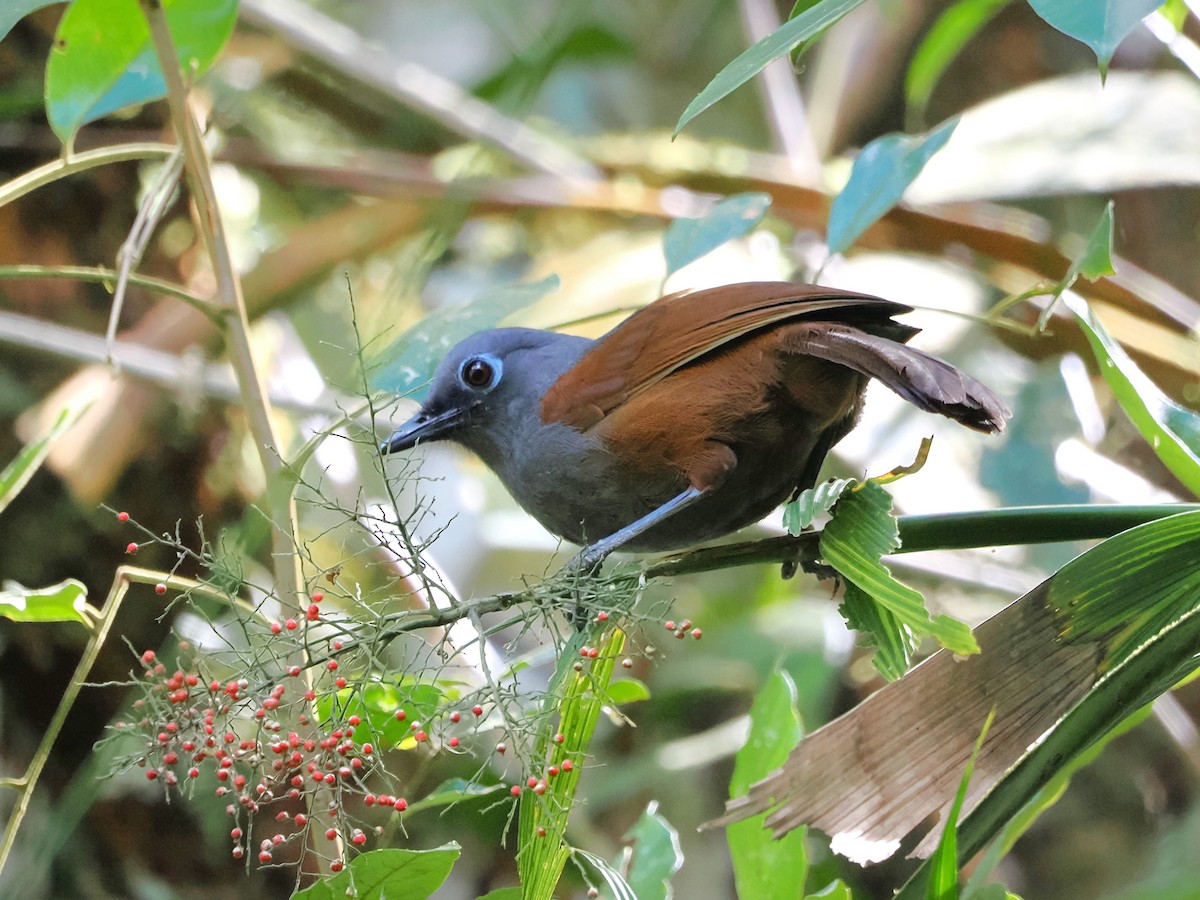 Sunda Laughingthrush - Kuan Chih Yu