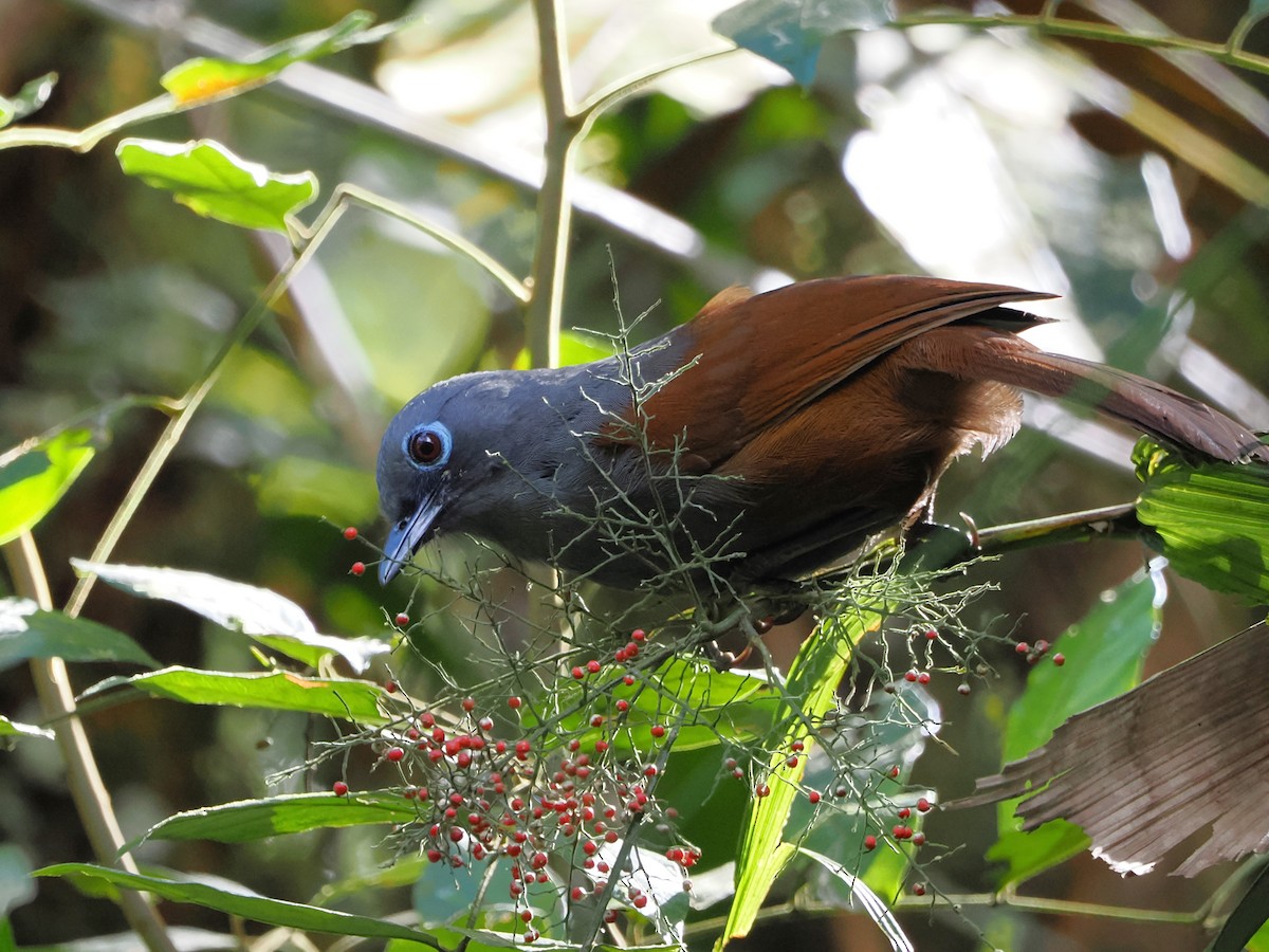 Sunda Laughingthrush - Kuan Chih Yu