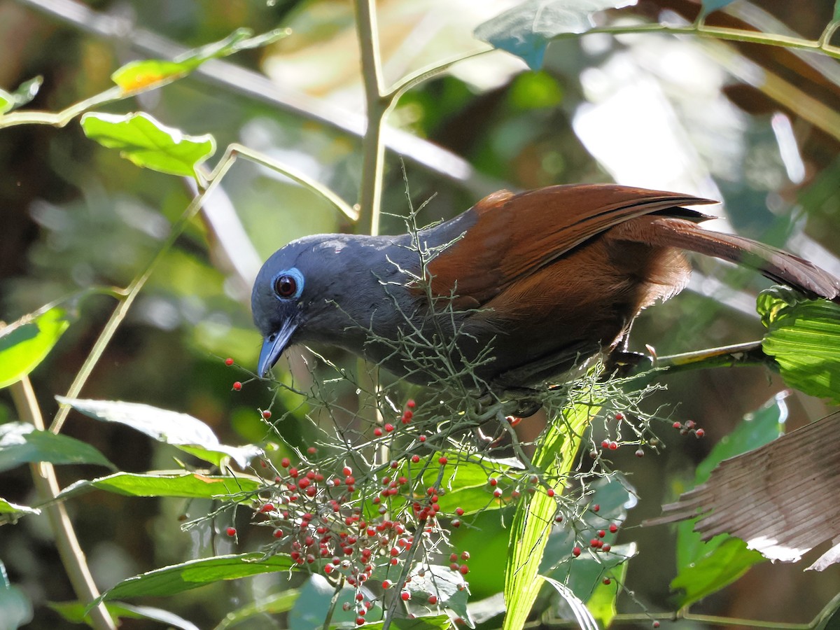 Sunda Laughingthrush - Kuan Chih Yu