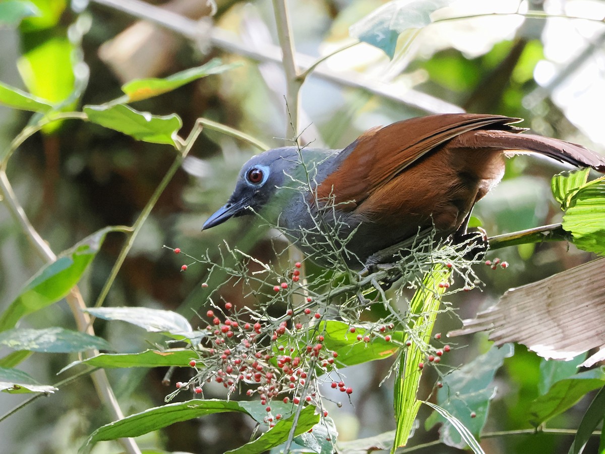 Sunda Laughingthrush - Kuan Chih Yu