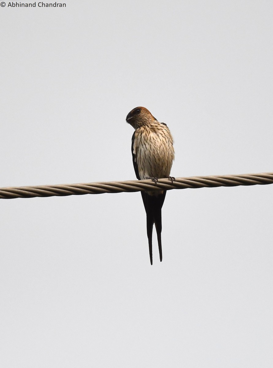 Striated Swallow - Abhinand C