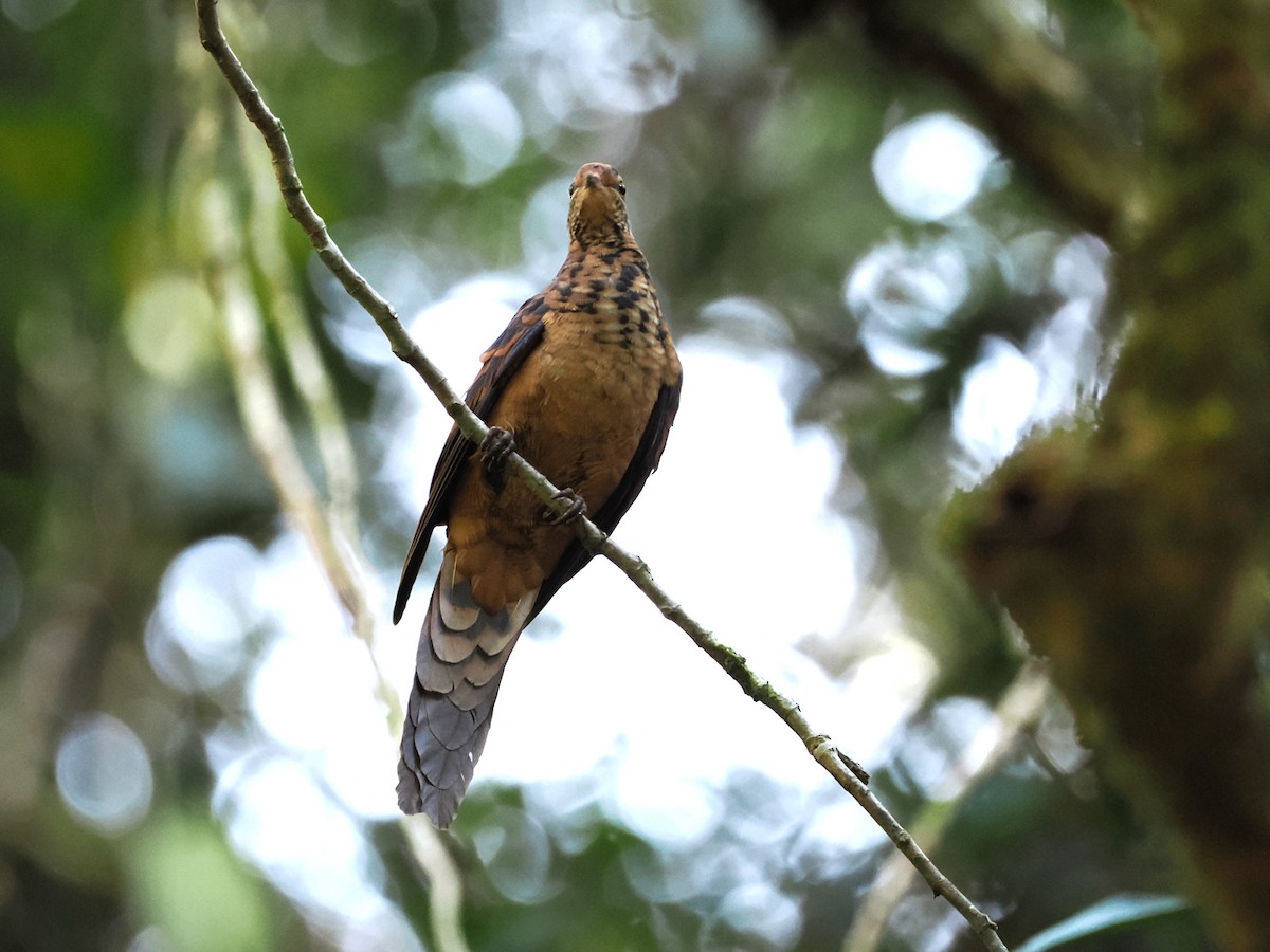 Little Cuckoo-Dove - Kuan Chih Yu