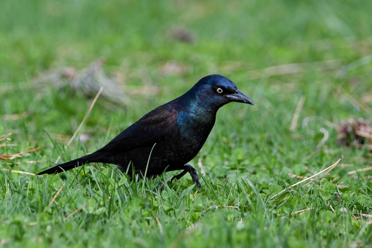 Common Grackle - ML618605153