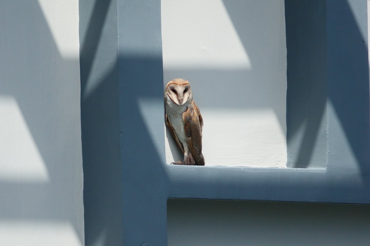 Barn Owl (Eastern) - Yu Xun Chin