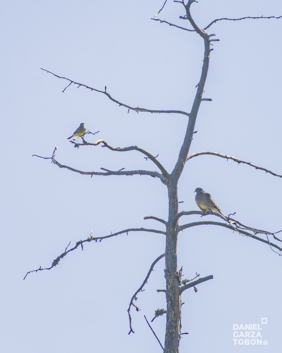 Band-tailed Pigeon - ML618605168