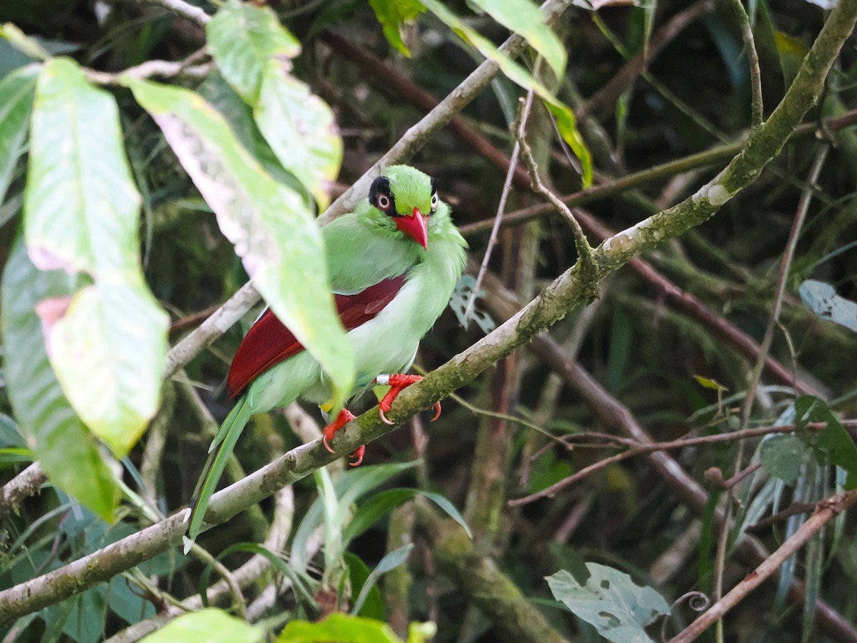 Borneo Yeşil Saksağanı - ML618605175