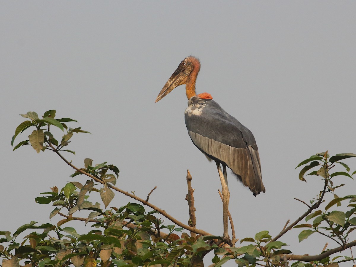 Greater Adjutant - Keith Valentine