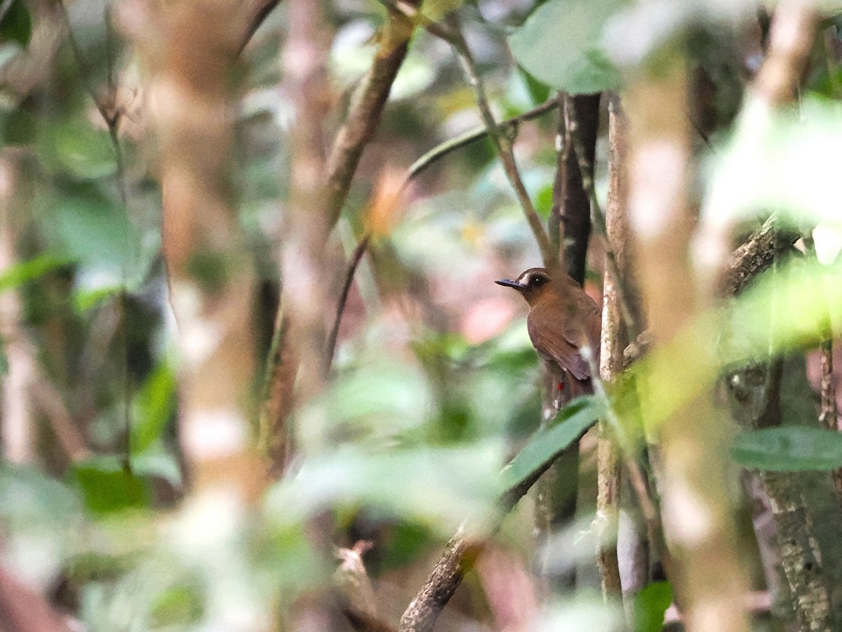 Eyebrowed Jungle Flycatcher - Kuan Chih Yu