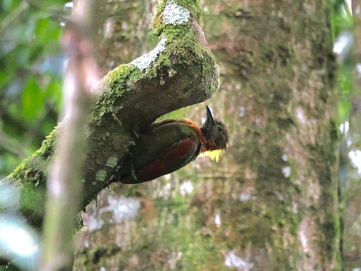 Checker-throated Woodpecker - Kuan Chih Yu