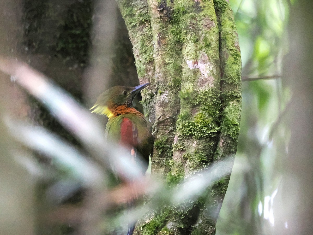 Checker-throated Woodpecker - Kuan Chih Yu