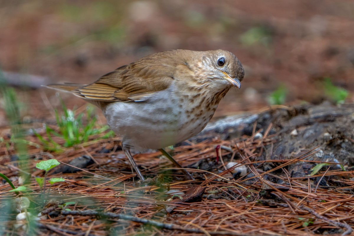 Veery - ML618605290