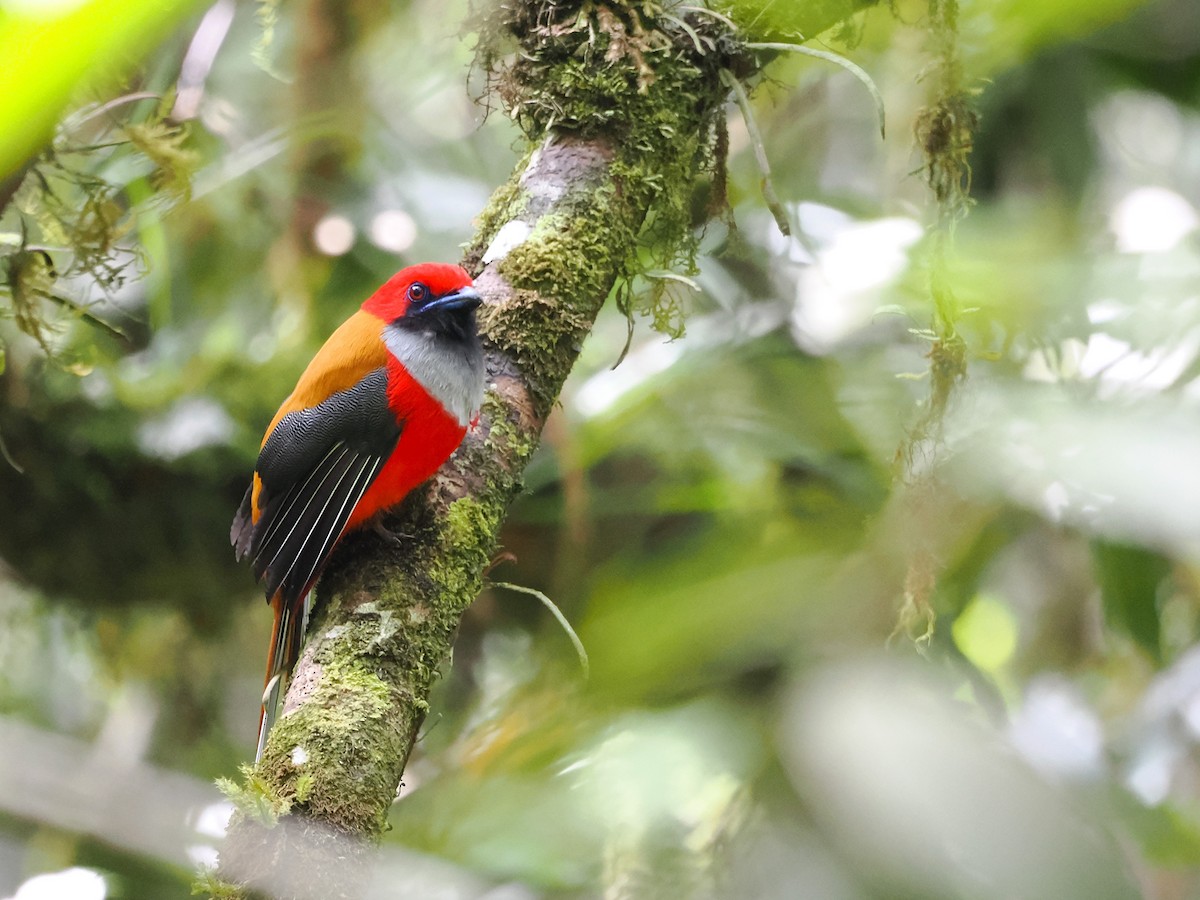 Whitehead's Trogon - Kuan Chih Yu