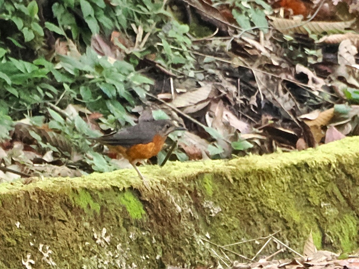 Everett's Thrush - ML618605319