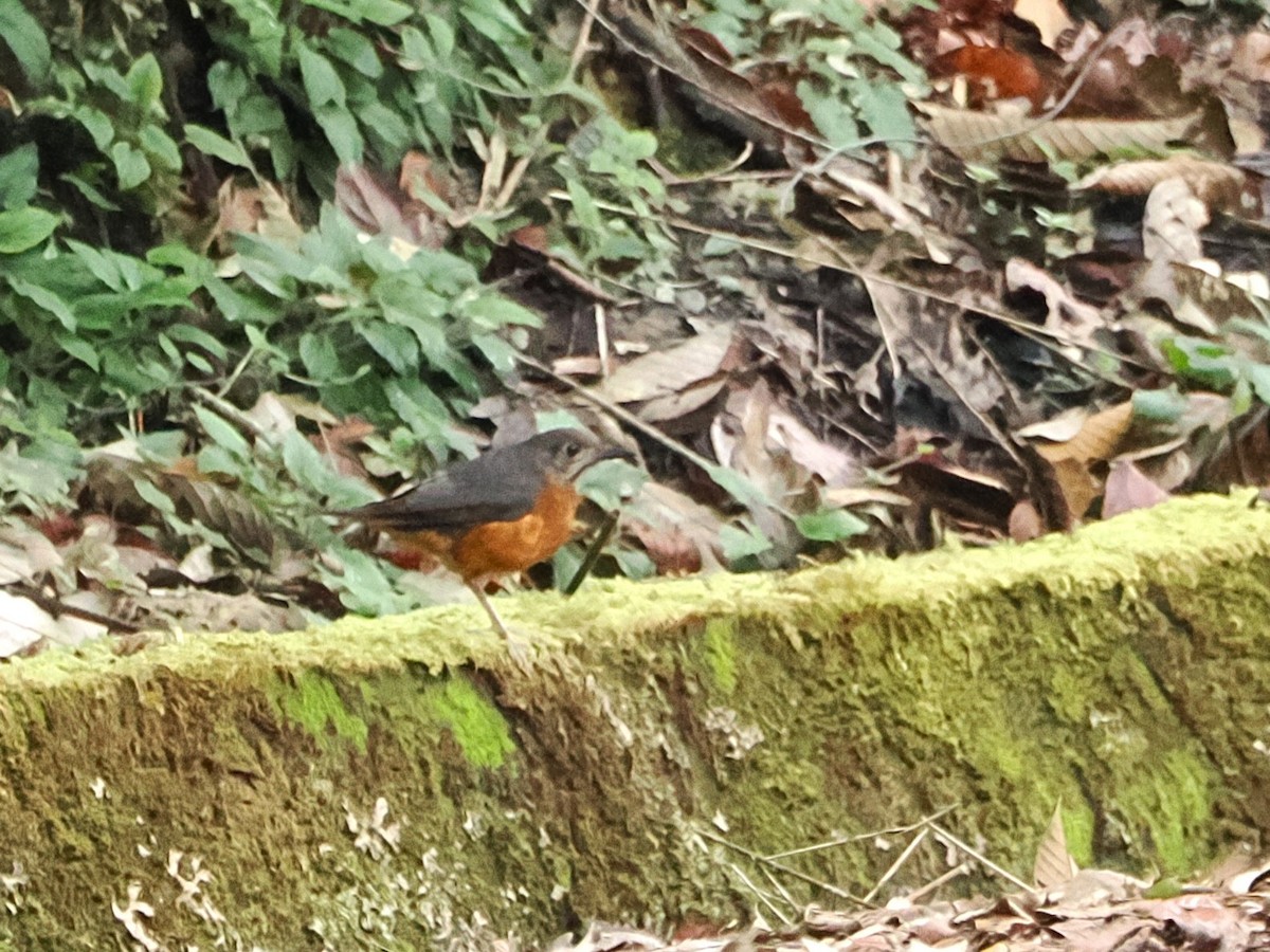 Everett's Thrush - ML618605320