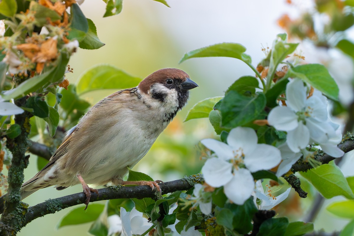 Eurasian Tree Sparrow - ML618605321