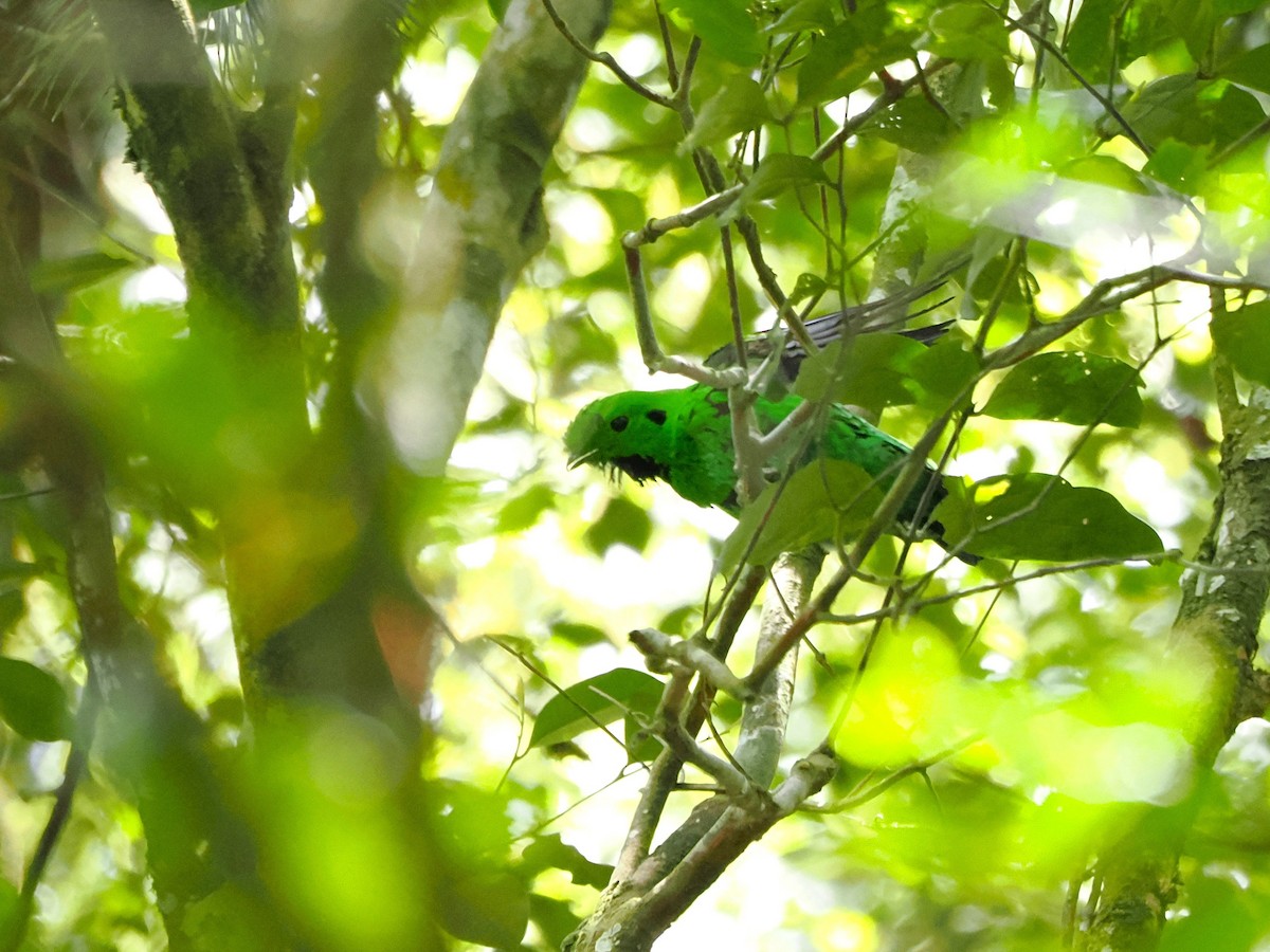 Whitehead's Broadbill - ML618605324