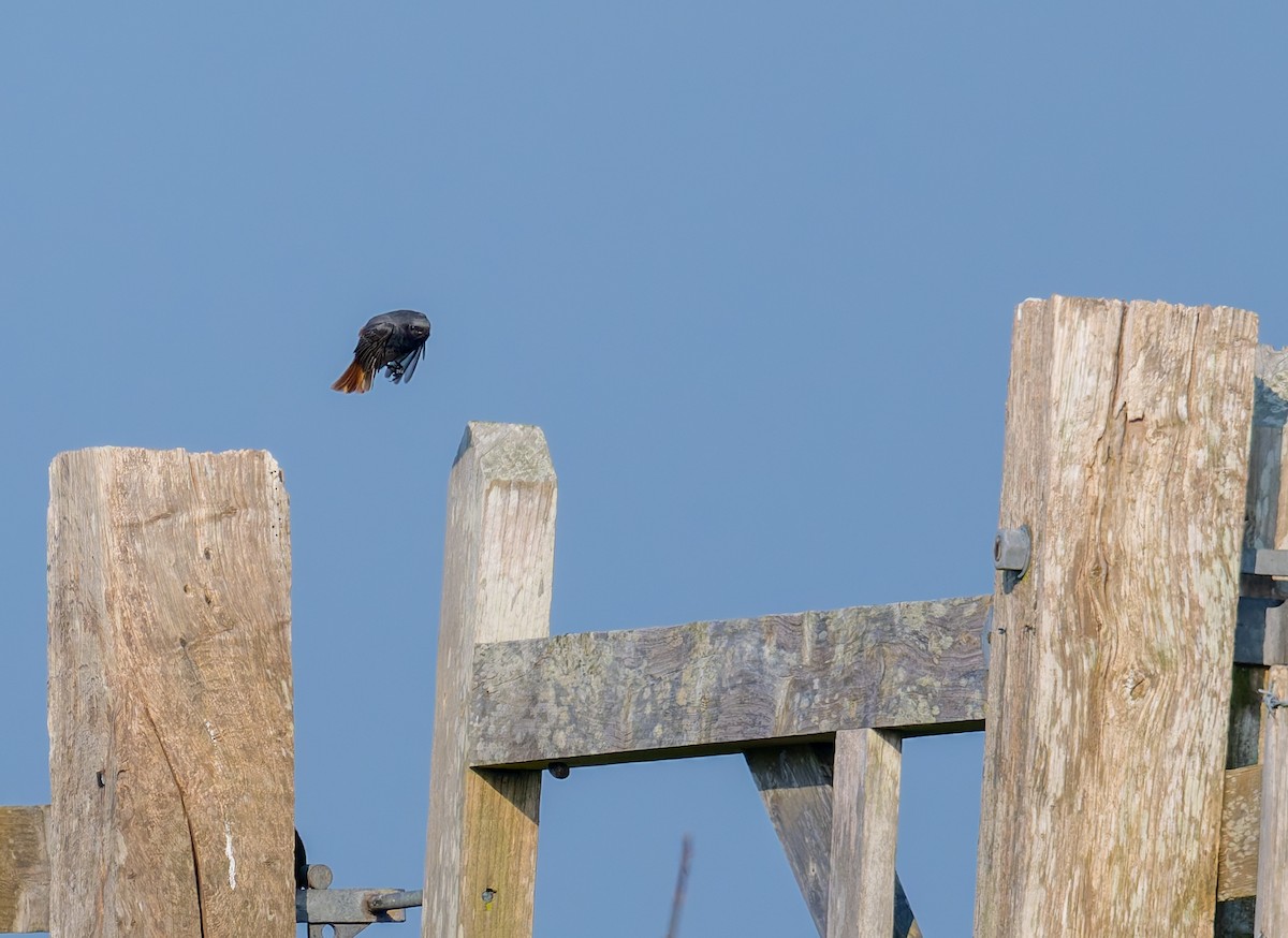 Black Redstart - ML618605337