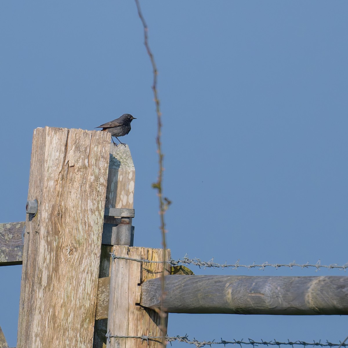 Black Redstart - ML618605338