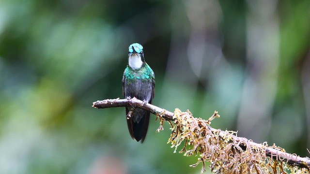 Colibri à ventre châtain (castaneoventris) - ML618605345