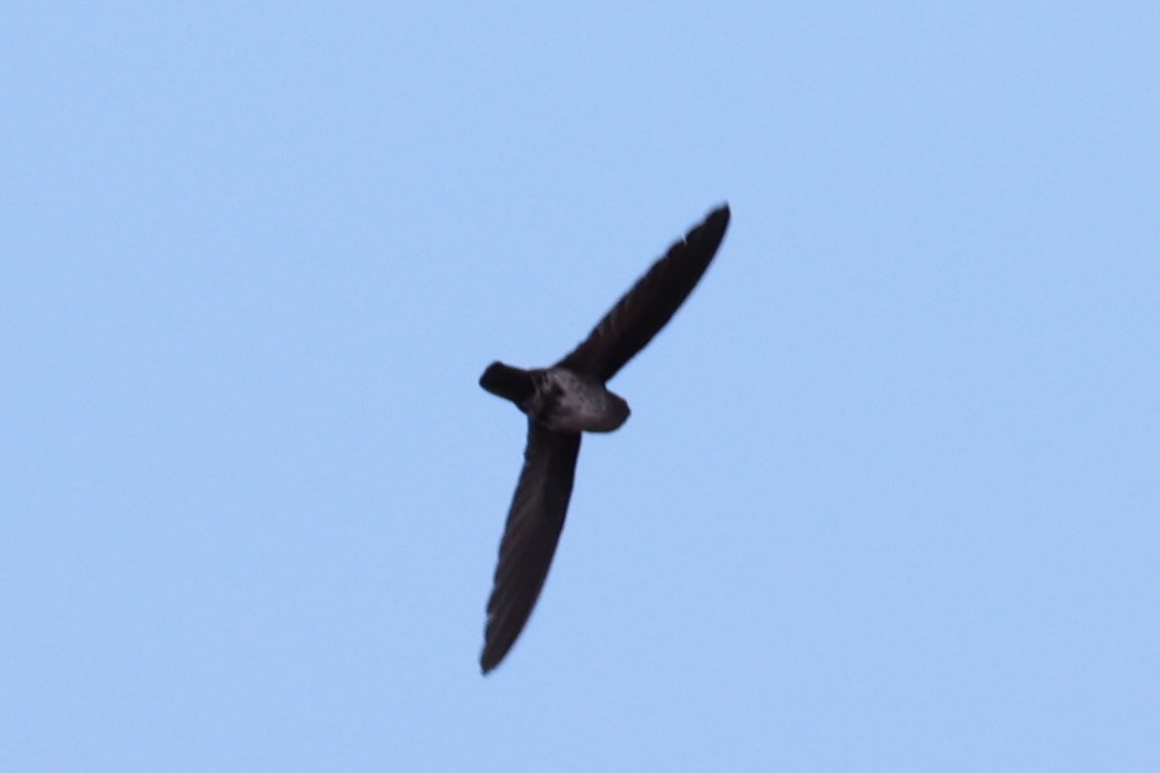 Gray-rumped Swiftlet - Andrew William
