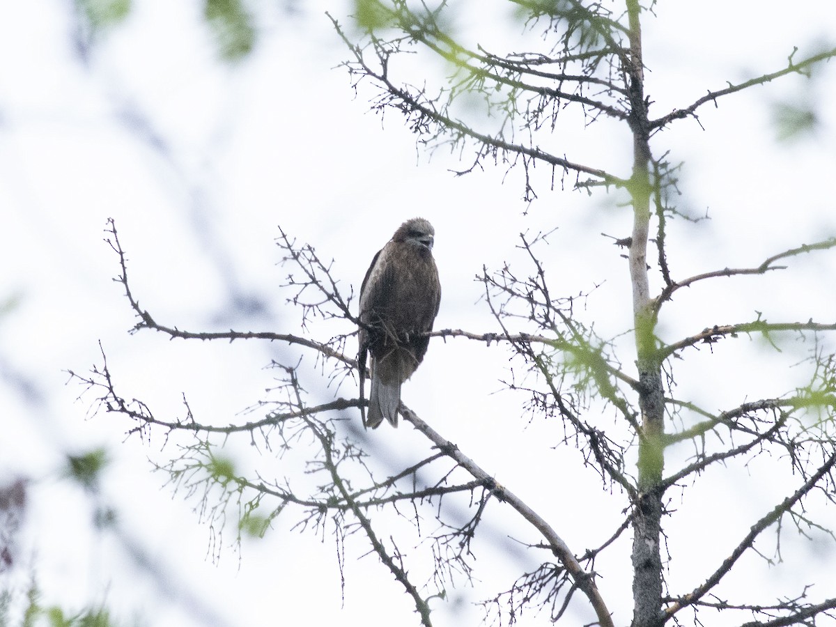 Black Kite - ML618605369