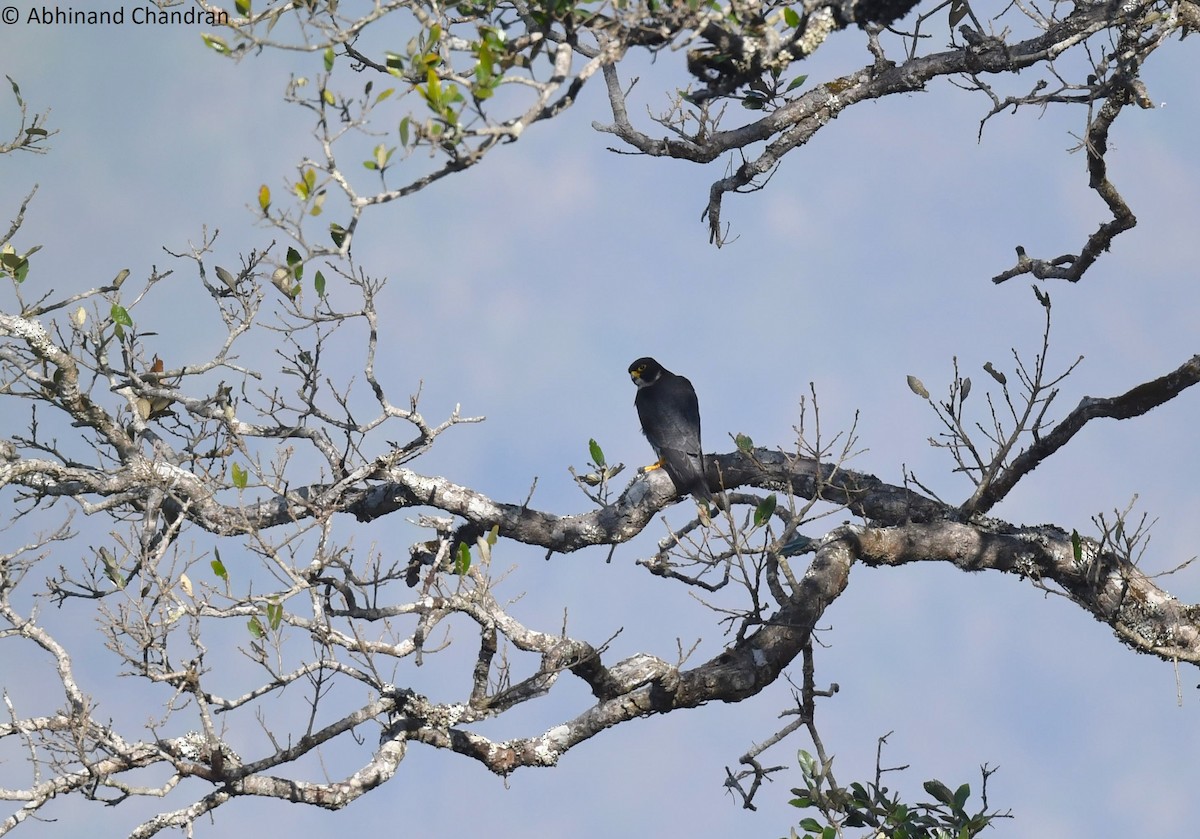 Peregrine Falcon - ML618605379