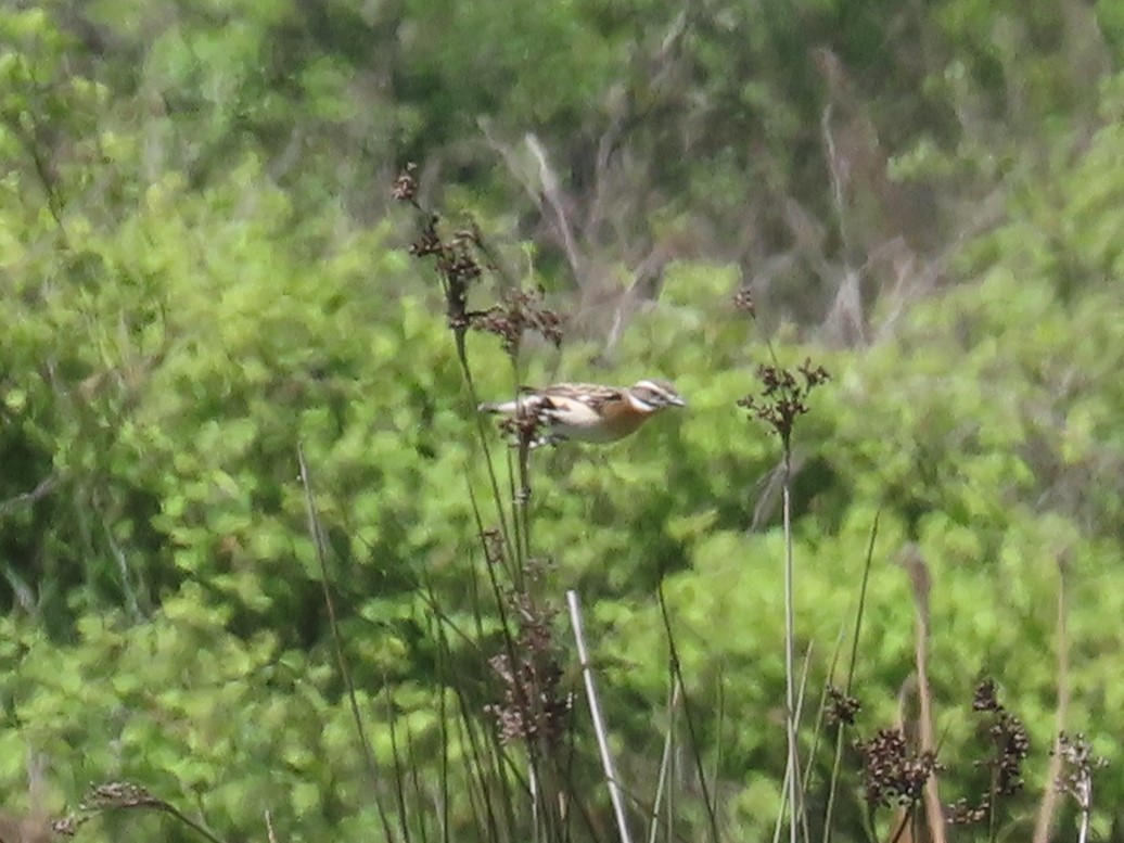 Whinchat - ML618605404