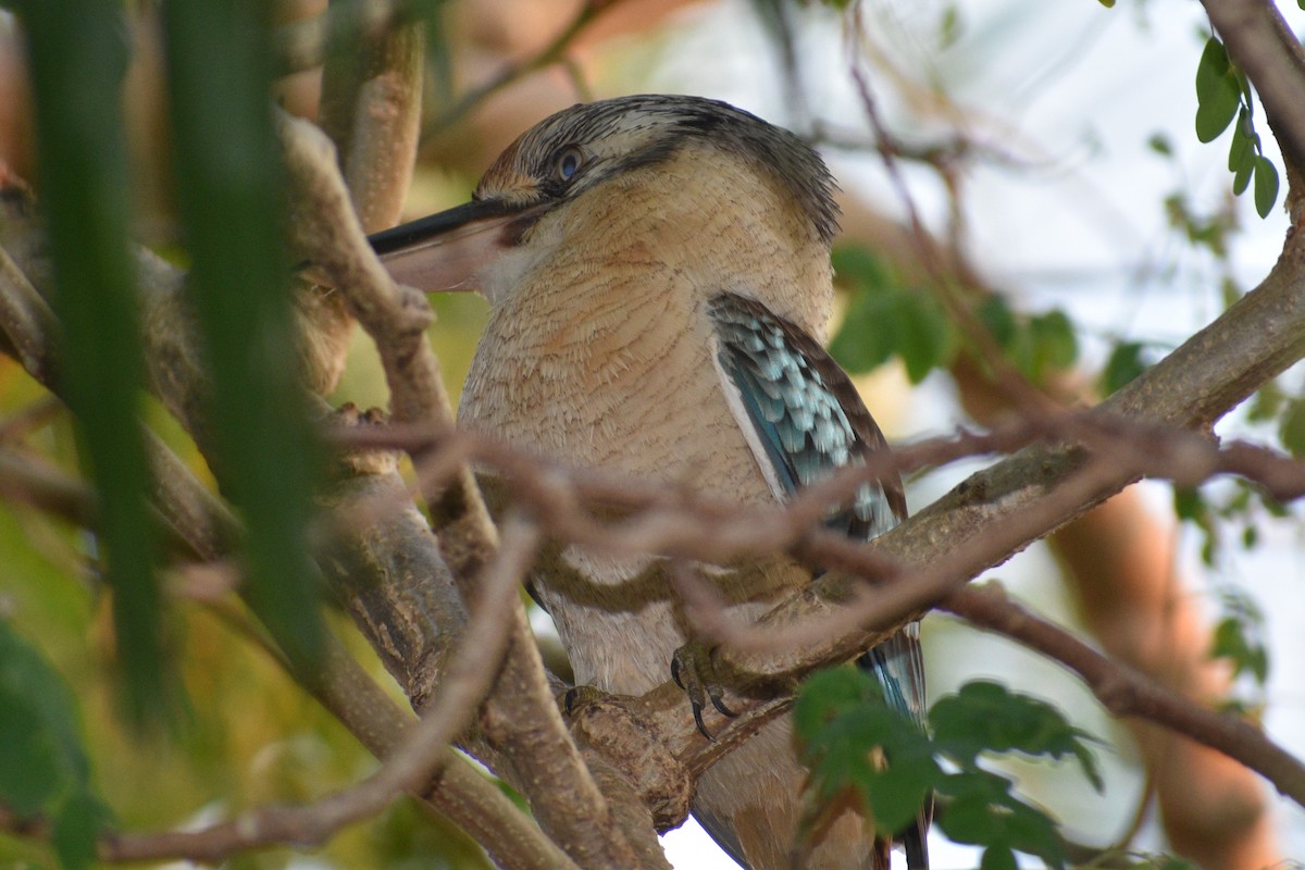 Blue-winged Kookaburra - Peter Brown