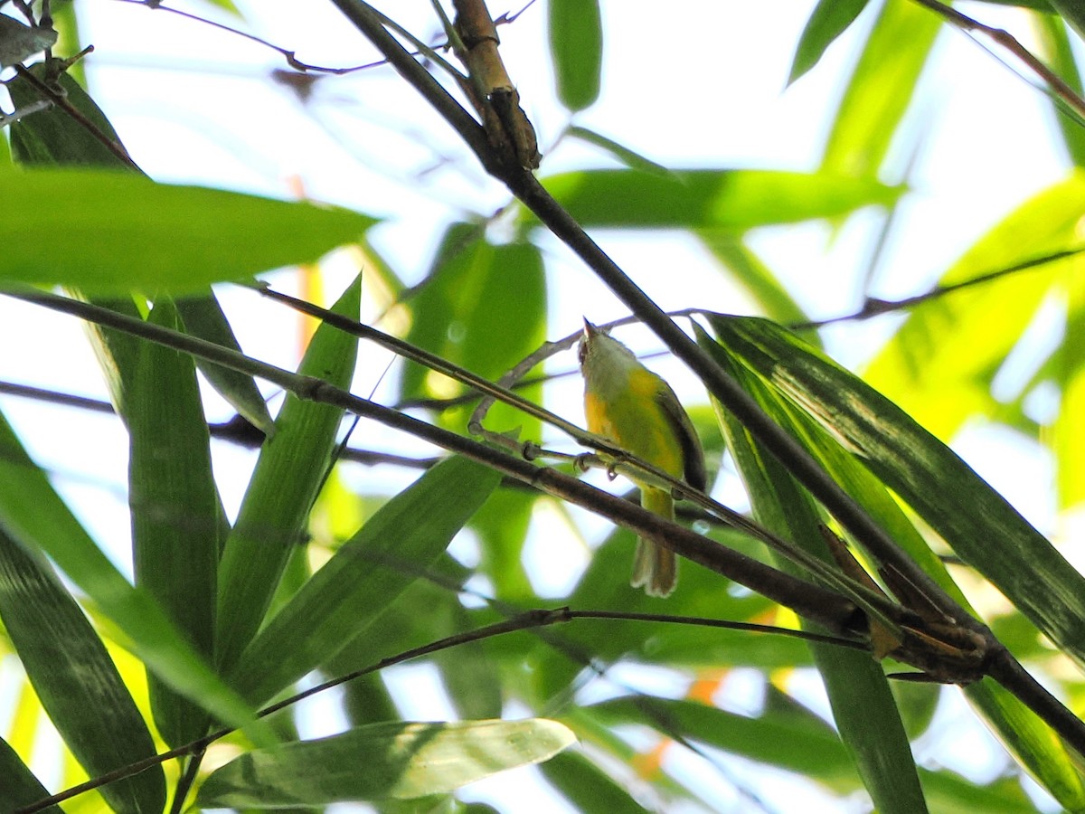 Yellow-bellied Warbler - Kuan Chih Yu