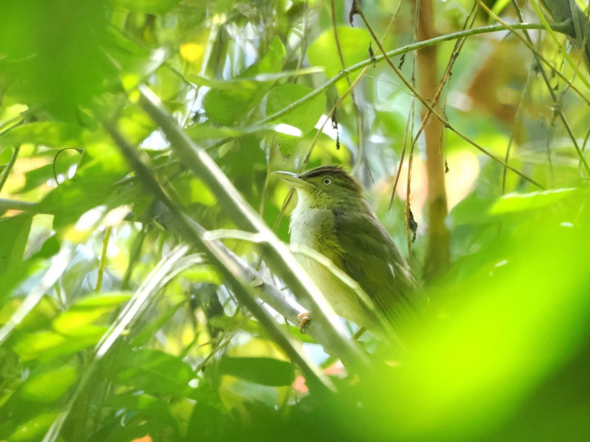 Bulbul de Carlota - ML618605454