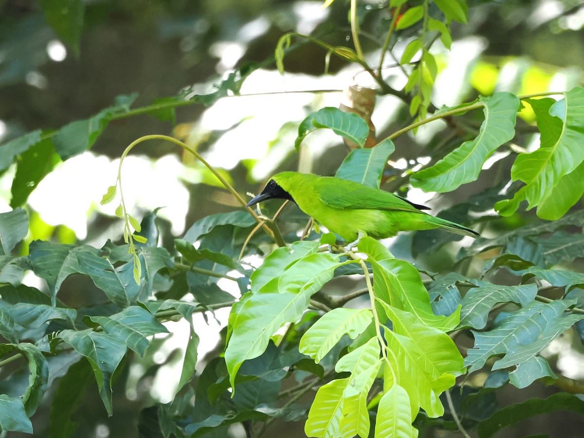 Lesser Green Leafbird - Kuan Chih Yu