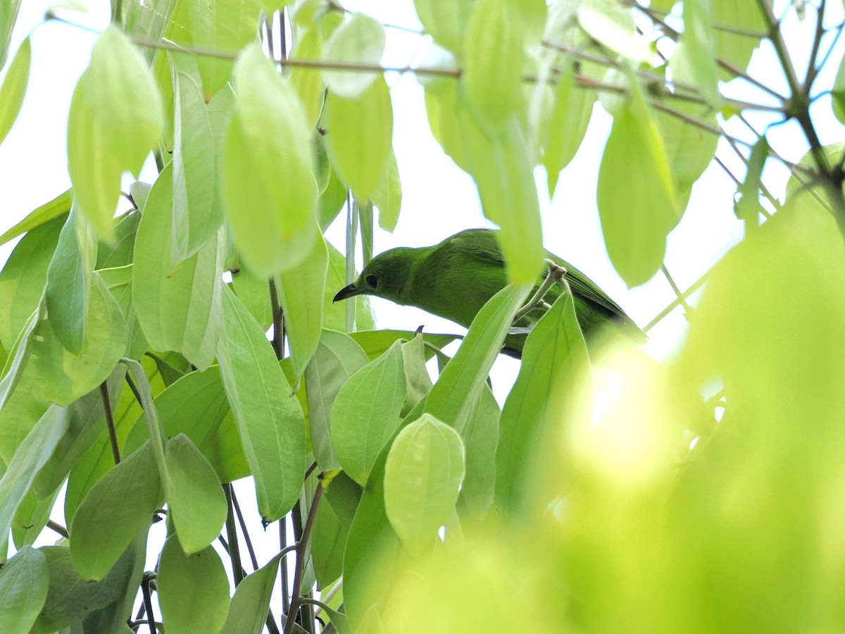 Lesser Green Leafbird - Kuan Chih Yu