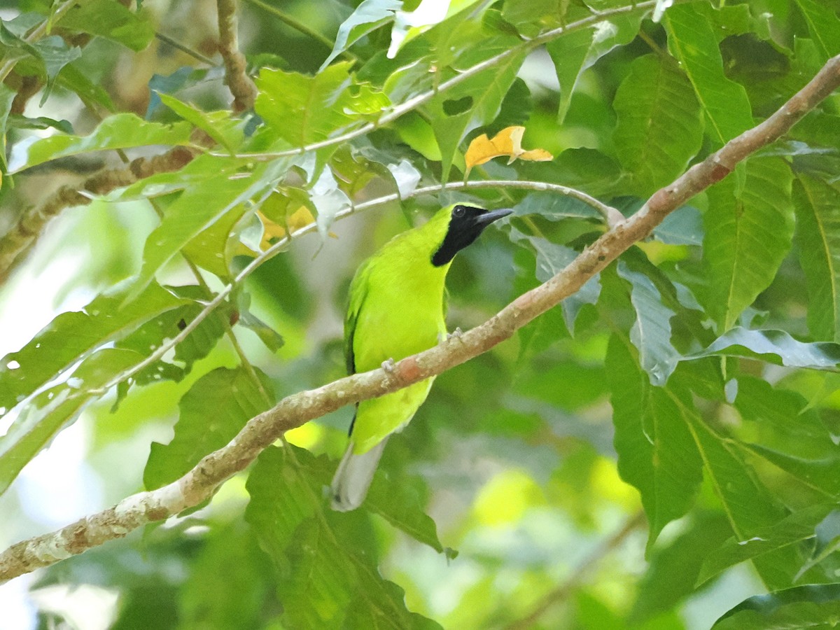 Lesser Green Leafbird - Kuan Chih Yu