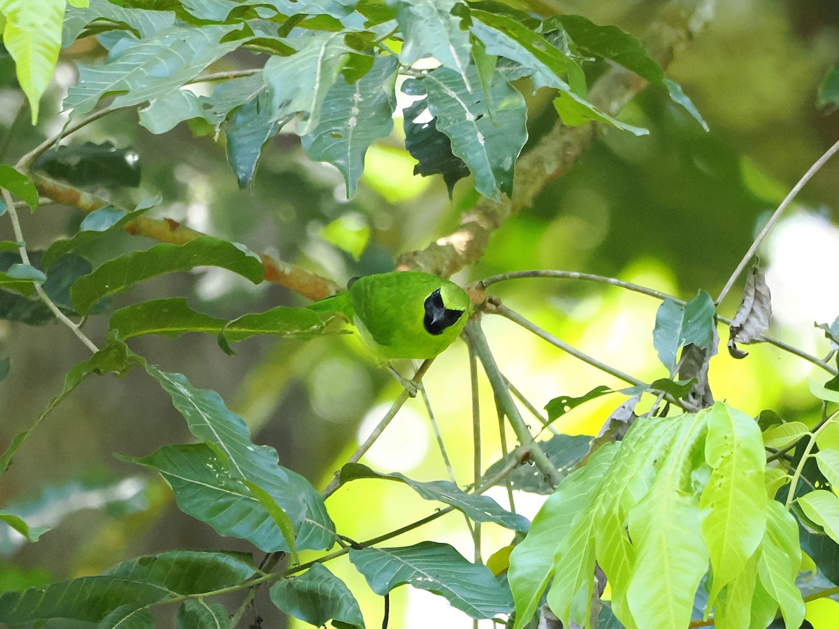 Lesser Green Leafbird - Kuan Chih Yu