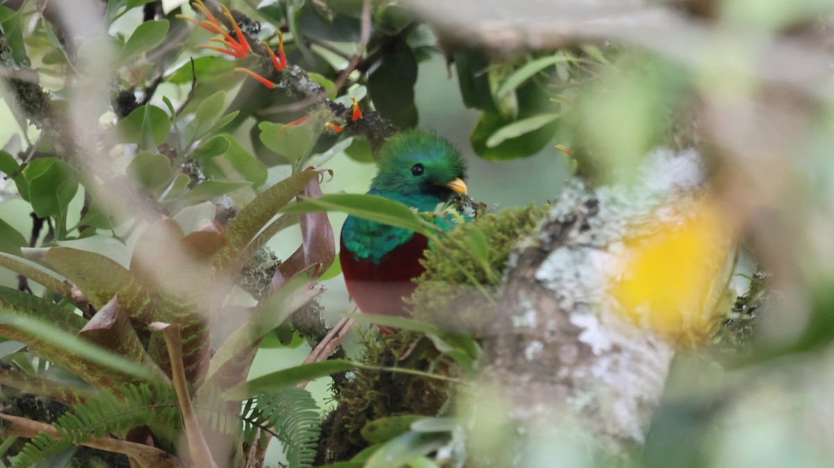 Quetzal Guatemalteco (costaricensis) - ML618605487