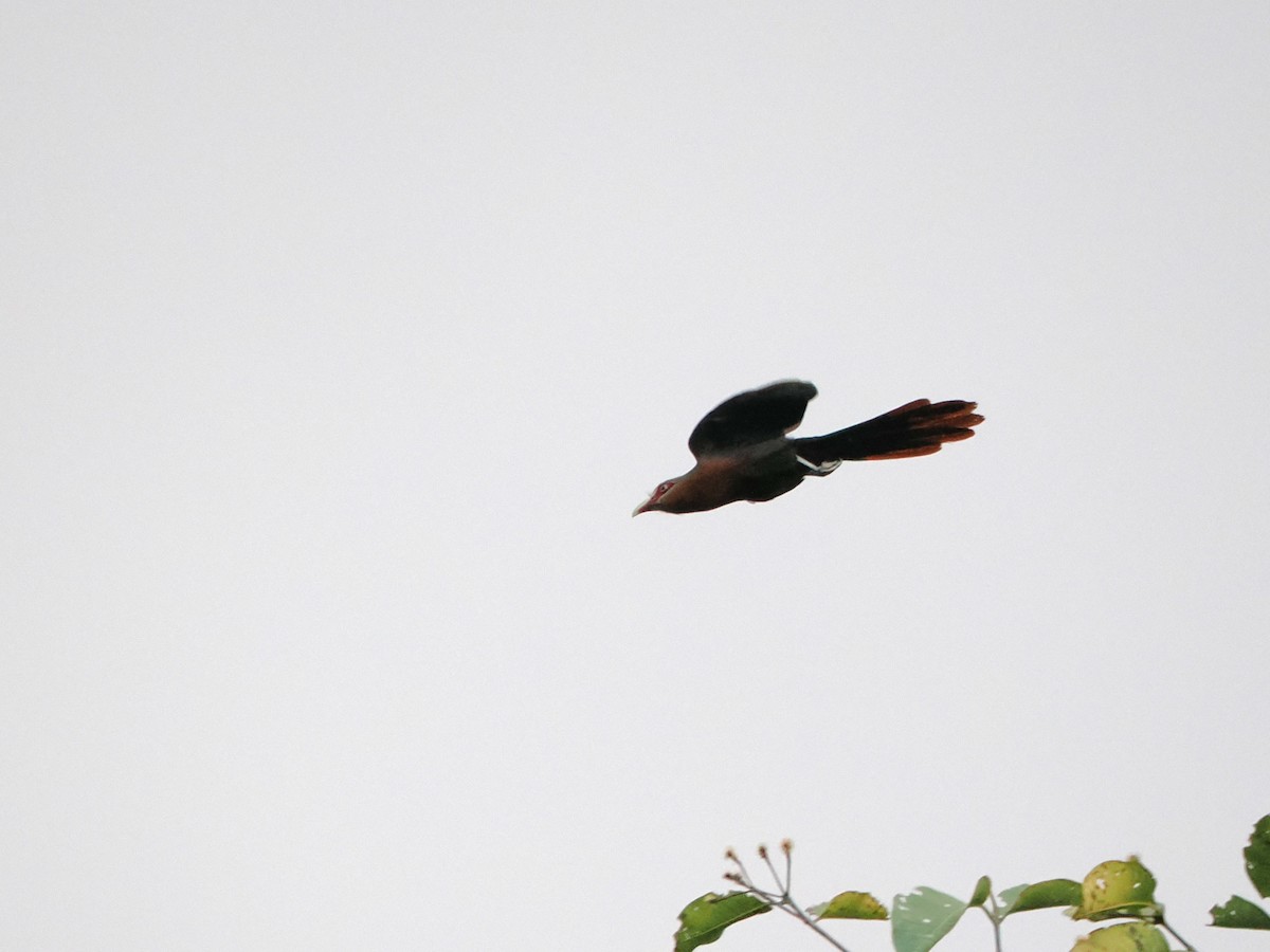 Chestnut-breasted Malkoha - Kuan Chih Yu