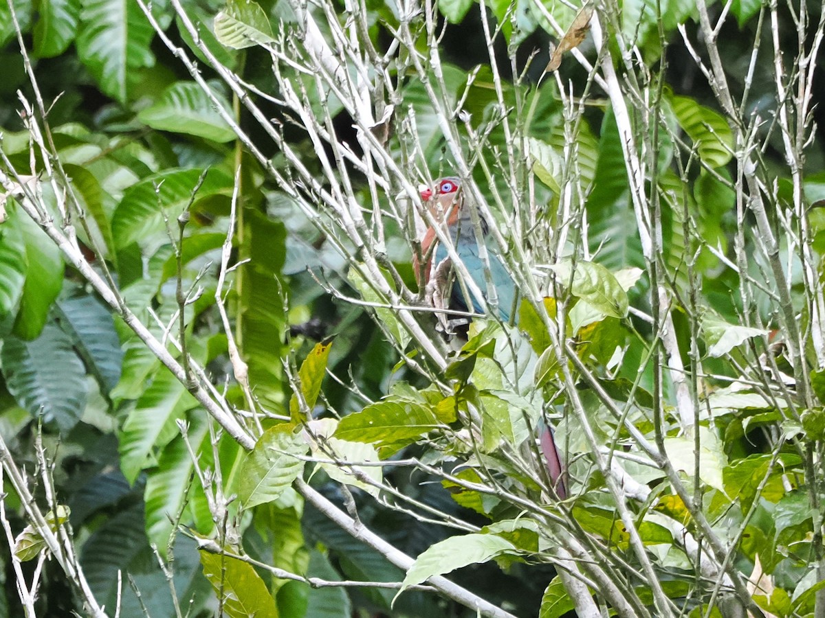 Chestnut-breasted Malkoha - Kuan Chih Yu