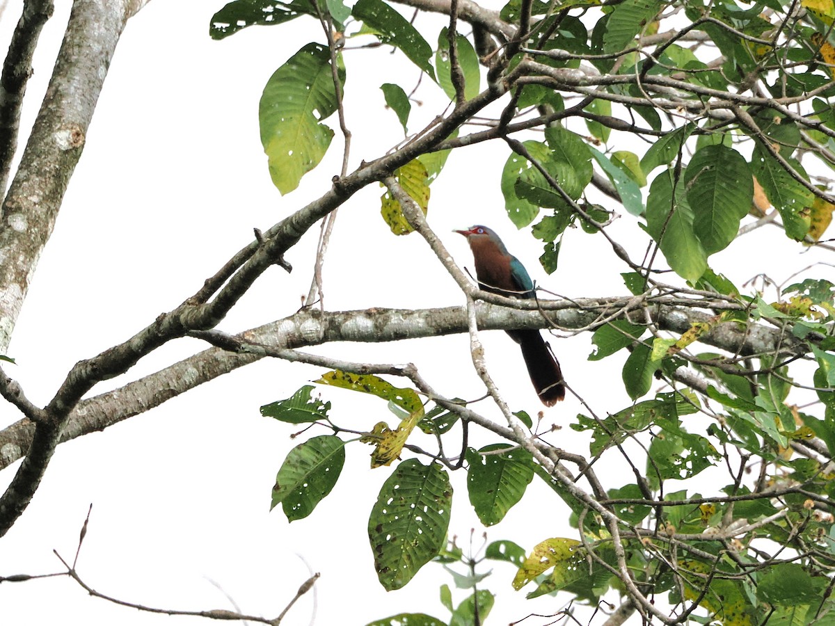 Chestnut-breasted Malkoha - Kuan Chih Yu