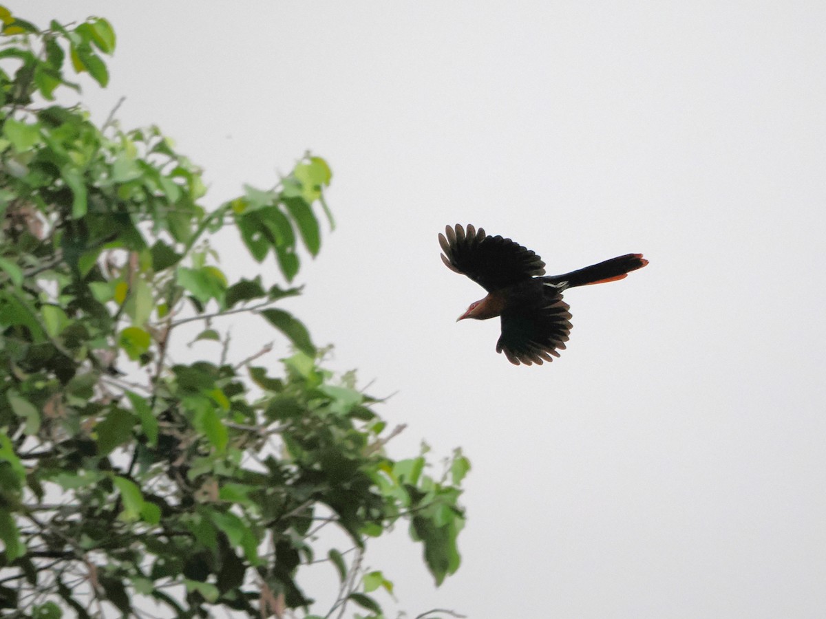 Chestnut-breasted Malkoha - Kuan Chih Yu