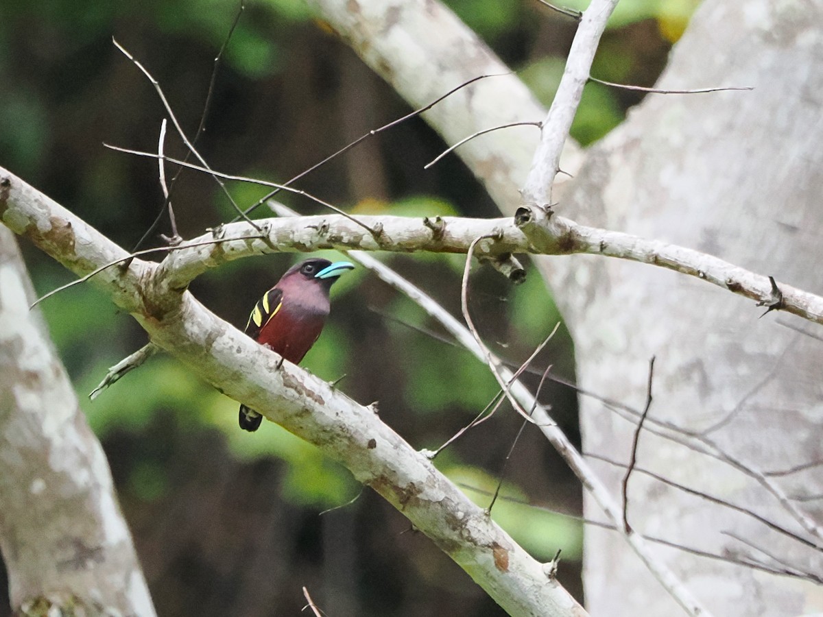 Banded Broadbill - Kuan Chih Yu